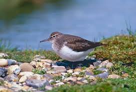 Attēlu rezultāti vaicājumam “Actitis hypoleucos adult”