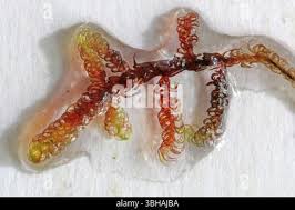 Attēlu rezultāti vaicājumam “Scorpidium revolvens”