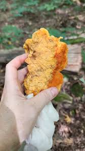 Attēlu rezultāti vaicājumam “Hapalopilus croceus”