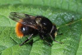 Attēlu rezultāti vaicājumam “Volucella bombylans”