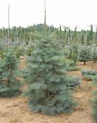 Attēlu rezultāti vaicājumam “Abies concolor”