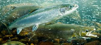 Image result for Dulverton Angling Association