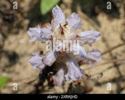 Attēlu rezultāti vaicājumam “Orobanche coerulescens flower”