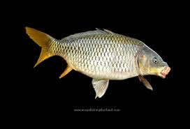 Image result for Carpiodes cyprinus