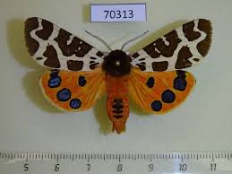 Attēlu rezultāti vaicājumam “Arctia caja”