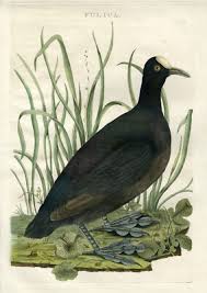 Attēlu rezultāti vaicājumam “Fulica atra adult”