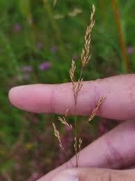 Attēlu rezultāti vaicājumam “Agrostis canina”