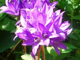 Attēlu rezultāti vaicājumam “Campanula glomerata bud”
