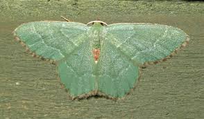 Attēlu rezultāti vaicājumam “Hemithea aestivaria”