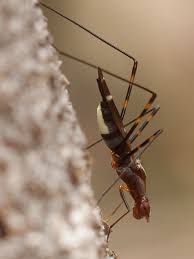 Attēlu rezultāti vaicājumam “Micropezidae”