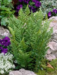 Attēlu rezultāti vaicājumam “Dryopteris cristata”