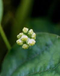 Attēlu rezultāti vaicājumam “Menispermum dauricum fruit”