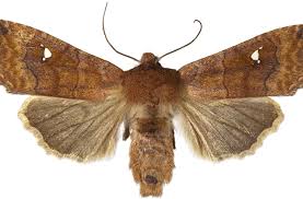 Attēlu rezultāti vaicājumam “Eupsilia transversa”