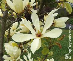 Attēlu rezultāti vaicājumam “Magnolia acuminata flower”