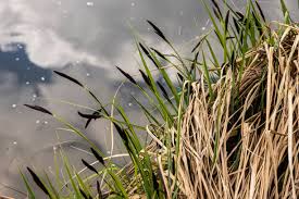 Attēlu rezultāti vaicājumam “Carex scandinavica”