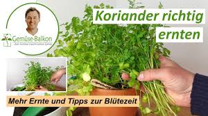 Image result for Koriander