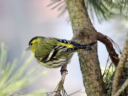 Attēlu rezultāti vaicājumam “Carduelis spinus”