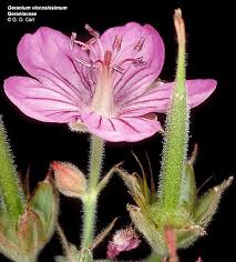 Attēlu rezultāti vaicājumam “Geraniaceae”