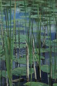 Attēlu rezultāti vaicājumam “Coenagrion armatum male”