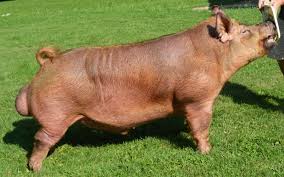 Image result for Tamworth Gc