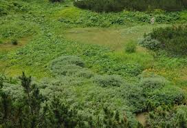 Attēlu rezultāti vaicājumam “Calamagrostis purpurea”