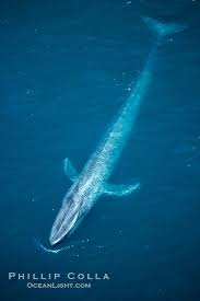 Image result for Balaenoptera musculus