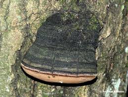 Attēlu rezultāti vaicājumam “Phellinus igniarius”