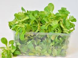 Image result for Feldsalat
