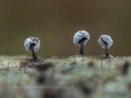 Attēlu rezultāti vaicājumam “Didymium minus”