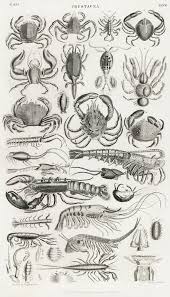 Attēlu rezultāti vaicājumam “Crustacea”