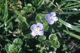 Attēlu rezultāti vaicājumam “Veronica filiformis”