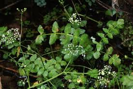 Attēlu rezultāti vaicājumam “Berula erecta leaf”