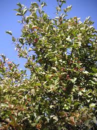 Attēlu rezultāti vaicājumam “Crataegus macracantha fruit”