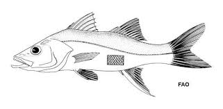 Image result for Centropomus parallelus