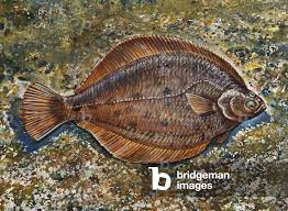 Image result for Limanda limanda