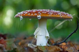 Image result for vliegenzwam