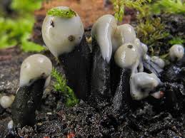 Attēlu rezultāti vaicājumam “Holwaya mucida”