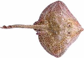 Image result for Raja radula