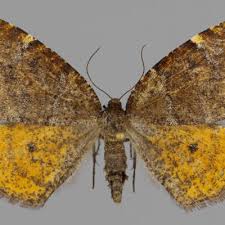 Attēlu rezultāti vaicājumam “Epirranthis diversata”