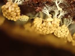 Attēlu rezultāti vaicājumam “Symphytocarpus trechisporus macro”