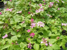 Attēlu rezultāti vaicājumam “Rubus arcticus”