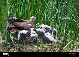 Attēlu rezultāti vaicājumam “Circus aeruginosus adult”