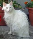 Long Hair Cat Breeds