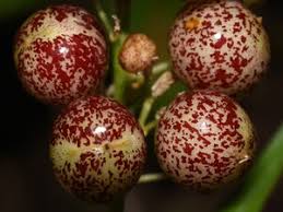 Attēlu rezultāti vaicājumam “Maianthemum bifolium fruit”