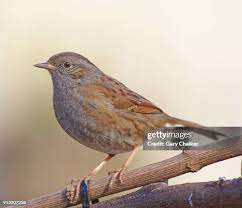 Attēlu rezultāti vaicājumam “Prunella modularis adult”