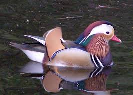 Attēlu rezultāti vaicājumam “Aix galericulata”