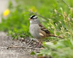 Image result for Zonotrichia leucophrys