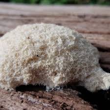 Attēlu rezultāti vaicājumam “Symphytocarpus flaccidus stalked”