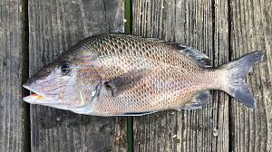 Image result for Haemulon plumierii