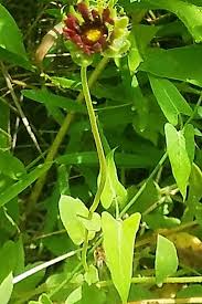 Image result for Gaillardia amblyodon